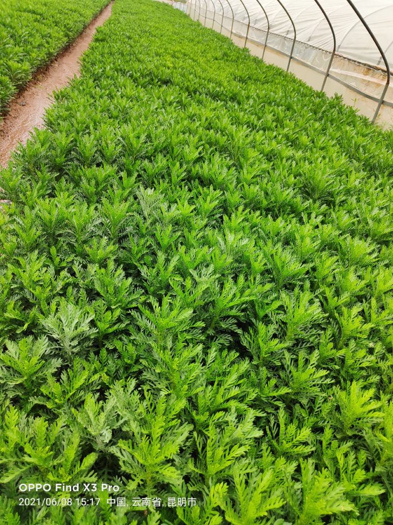皇冠菊