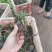 日本矮麦冬，多芽麦冬草，一手货源，大量有货，基地直发