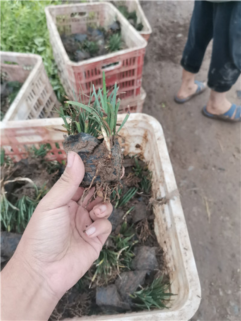 日本矮麦冬，多芽麦冬草，一手货源，大量有货，基地直发