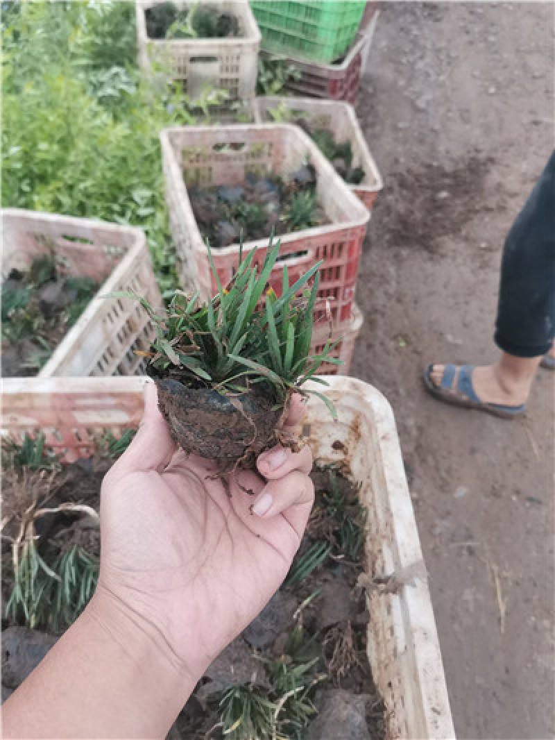 日本矮麦冬，多芽麦冬草，一手货源，大量有货，基地直发