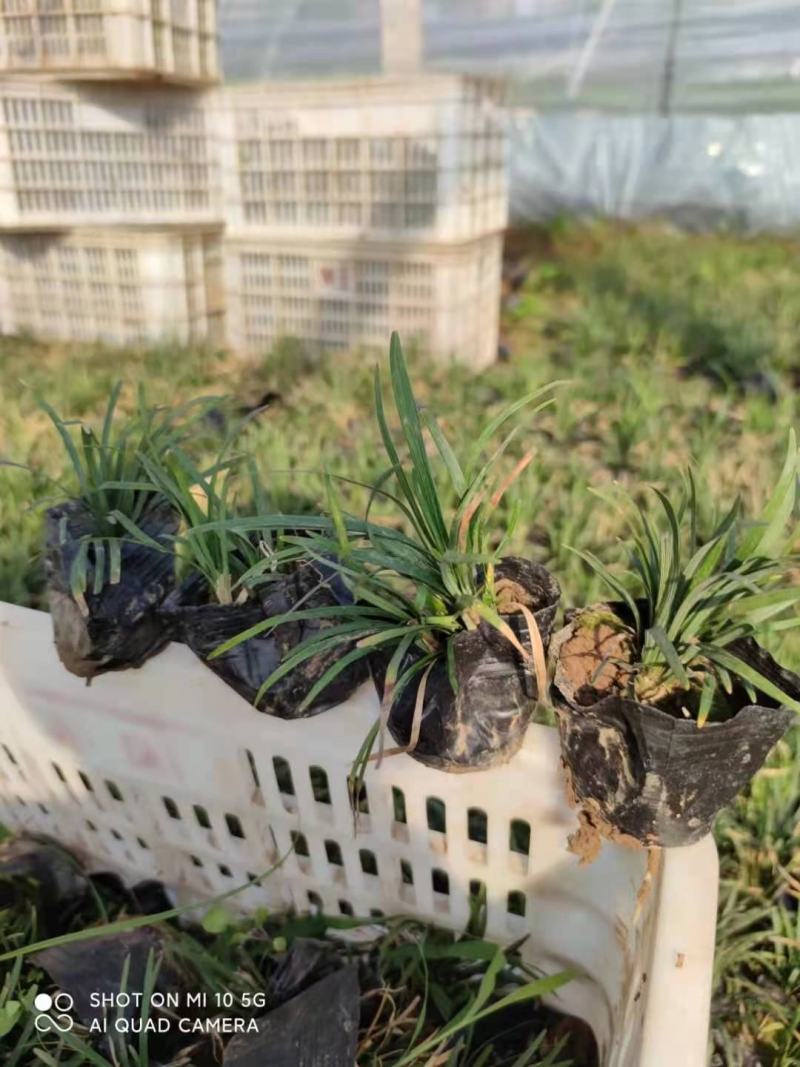 日本矮麦冬，多芽麦冬草，一手货源，大量有货，基地直发