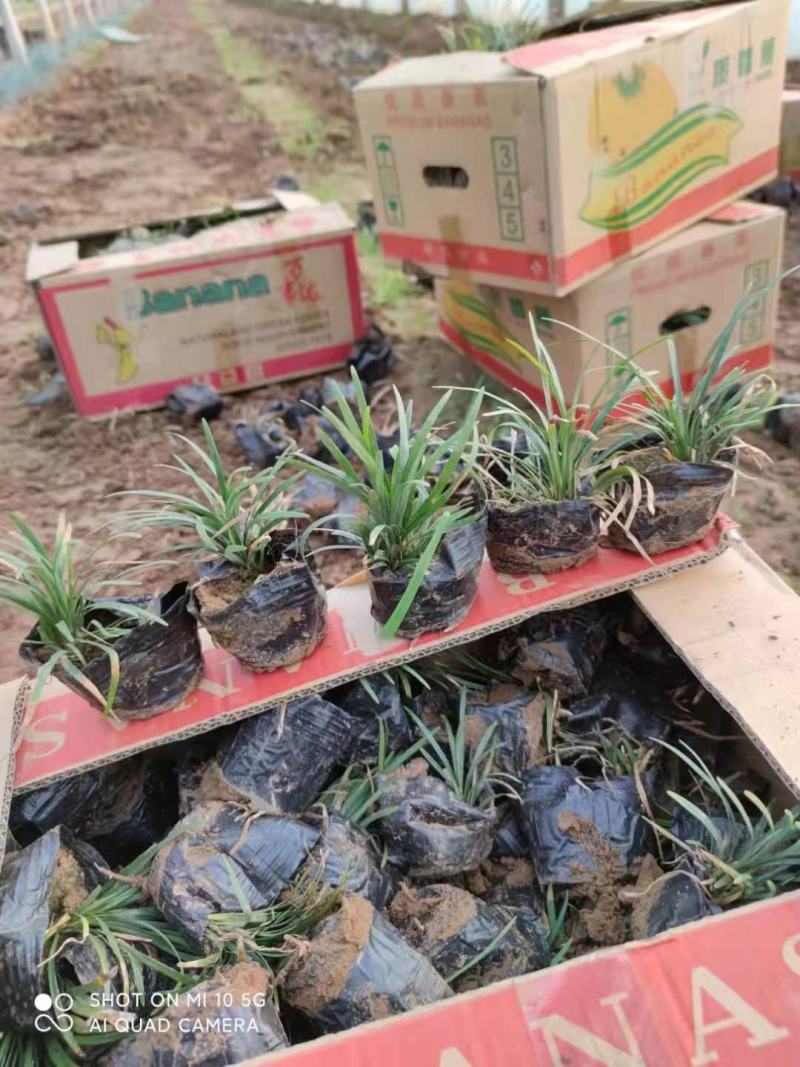 日本矮麦冬，多芽麦冬草，一手货源，大量有货，基地直发