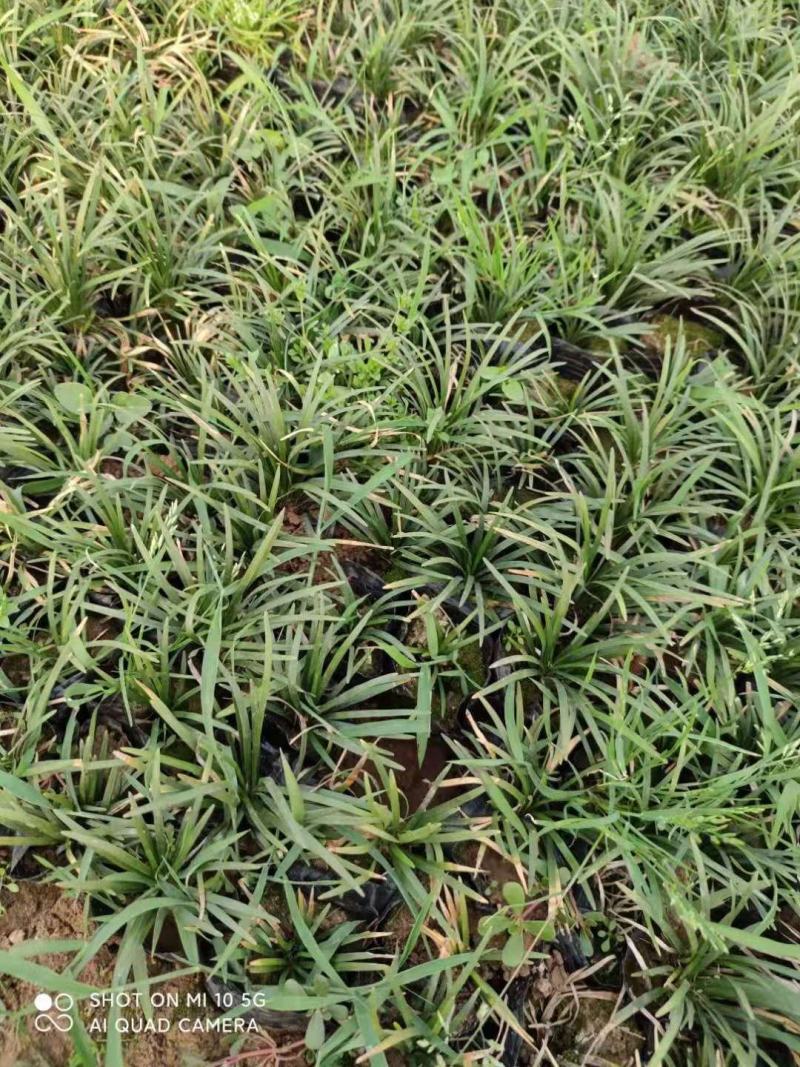 日本矮麦冬，多芽麦冬草，一手货源，大量有货，基地直发
