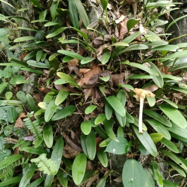 野生石橄榄