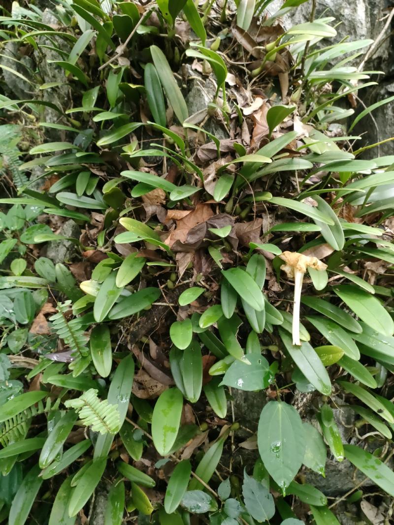 野生石橄榄
