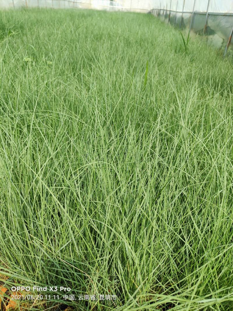 粉黛乱子草