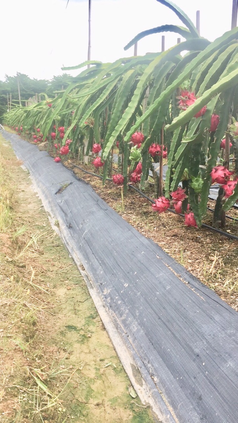 红心火龙果金都一号