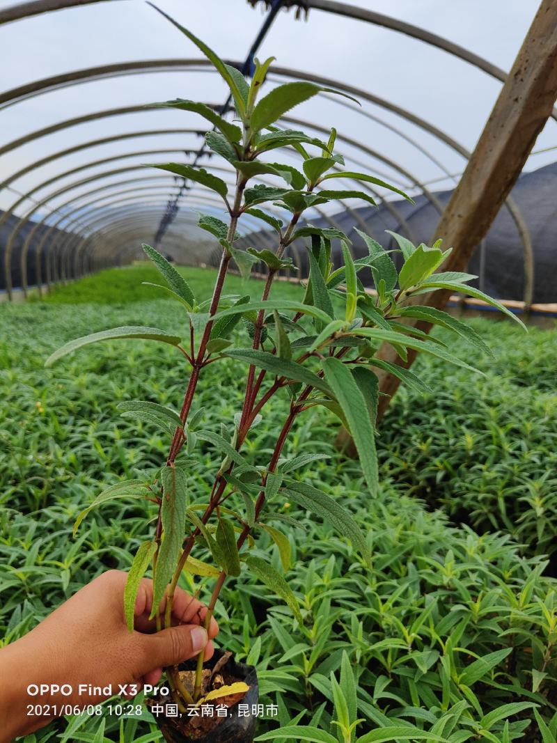 墨西哥鼠尾草