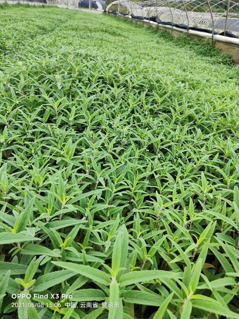 墨西哥鼠尾草