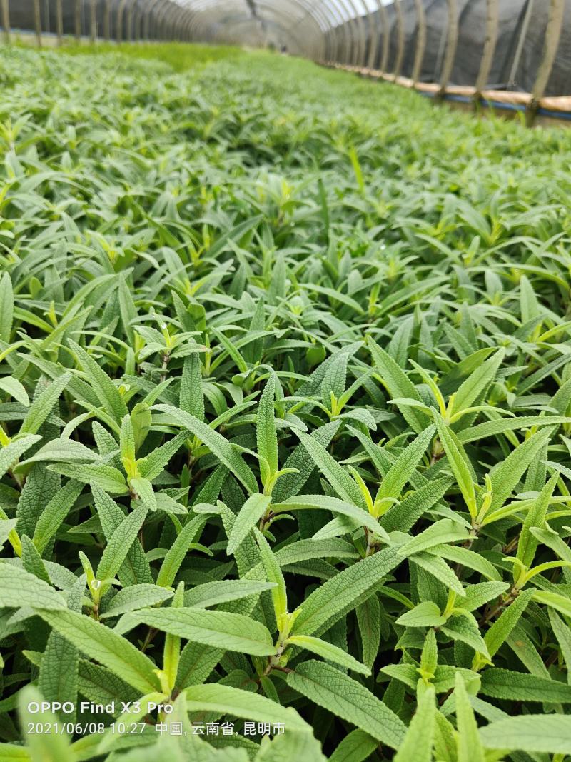 墨西哥鼠尾草