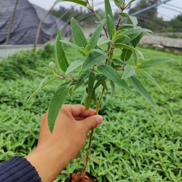 墨西哥鼠尾草
