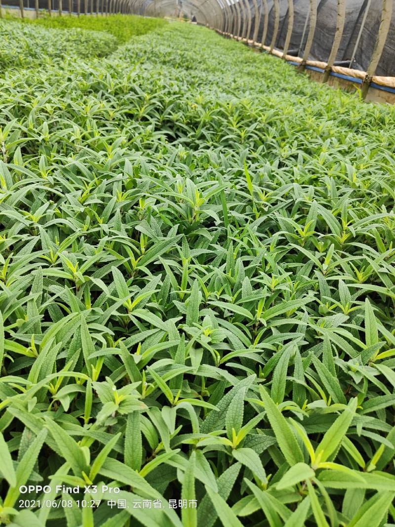 墨西哥鼠尾草