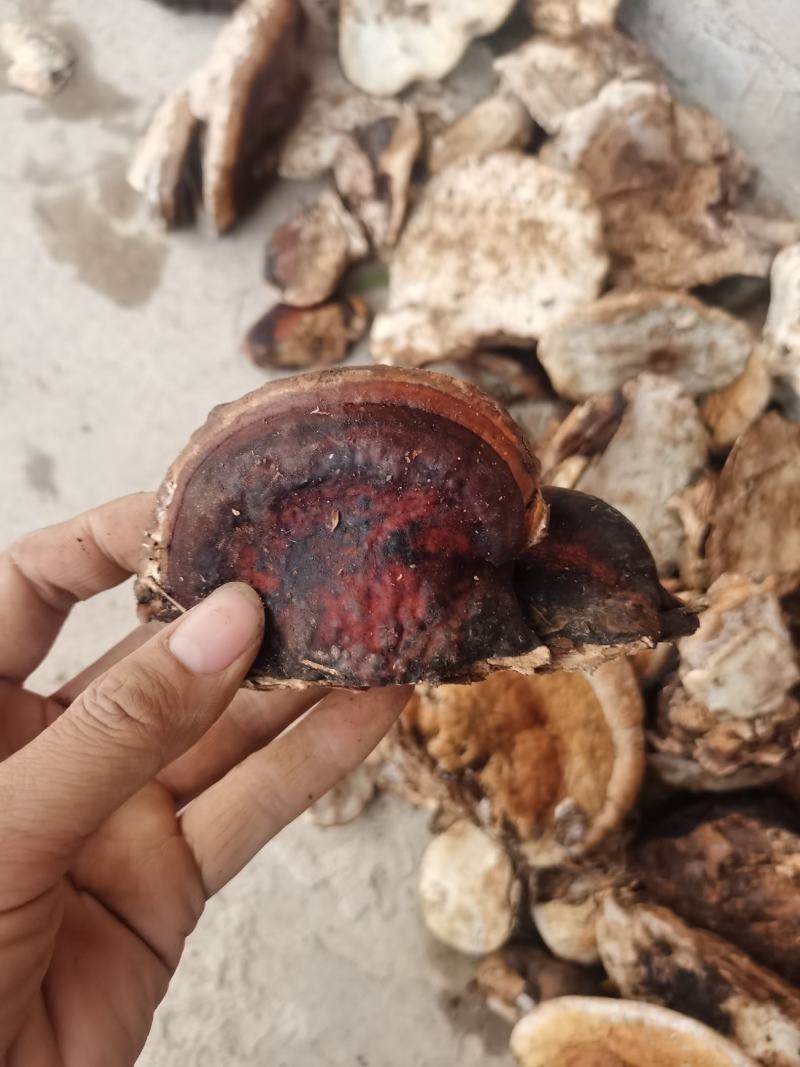 松树舌，松树灵芝，灵芝干货，生长在松树上