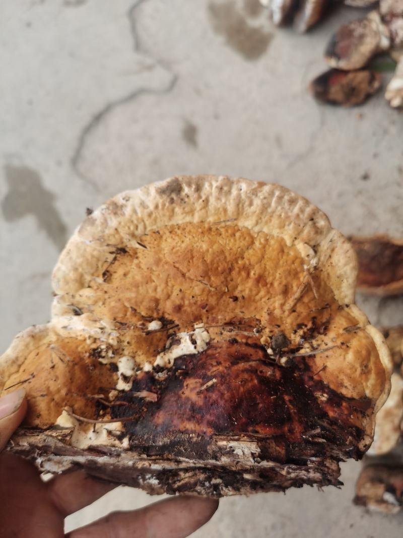 松树舌，松树灵芝，灵芝干货，生长在松树上