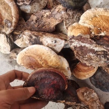 松树舌，松树灵芝，灵芝干货，生长在松树上
