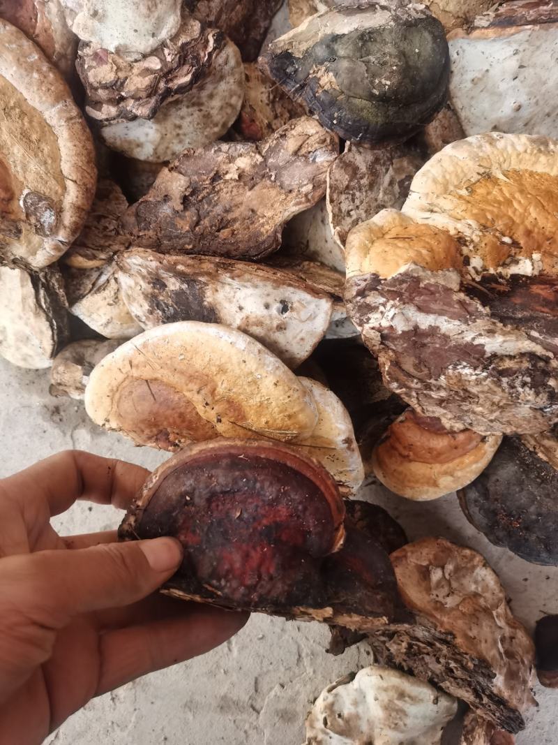 松树舌，松树灵芝，灵芝干货，生长在松树上