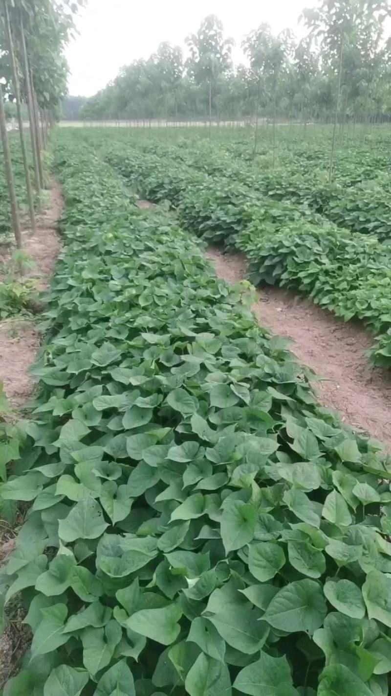 红薯