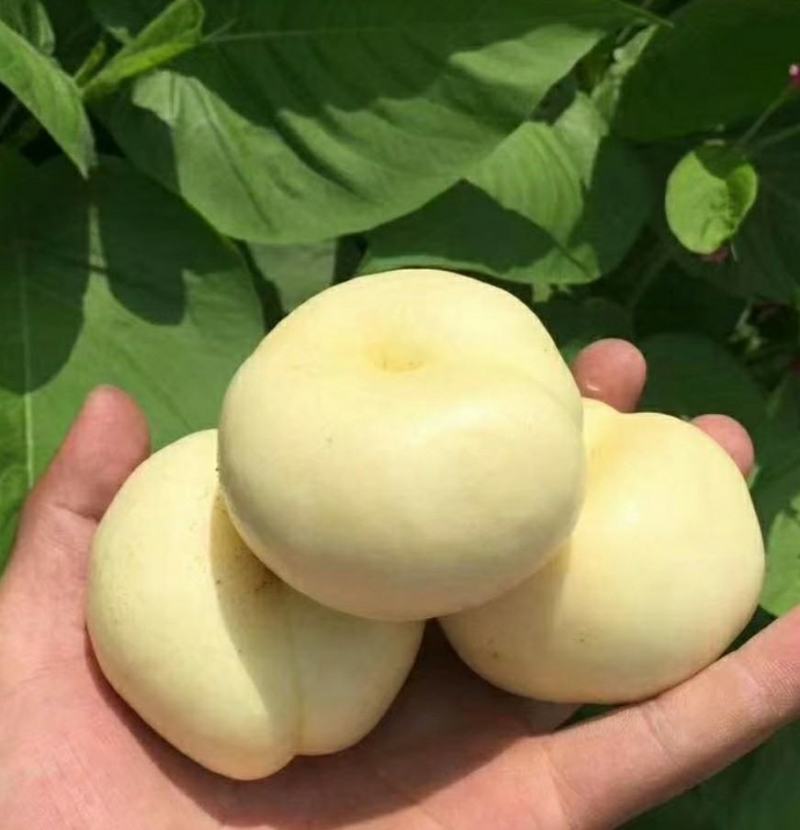 奶油蟠桃