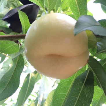 奶油蟠桃