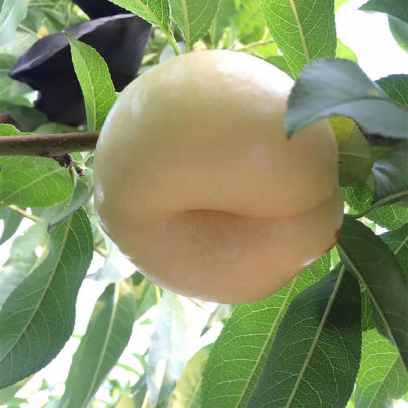 奶油蟠桃
