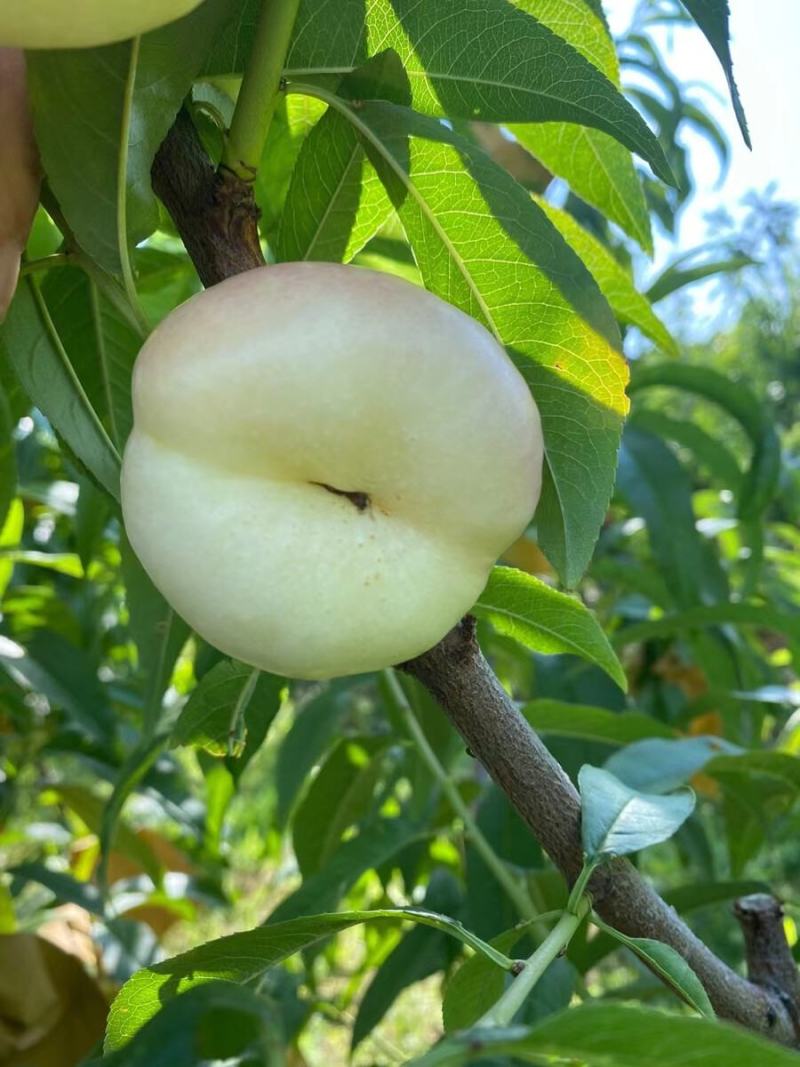 奶油蟠桃