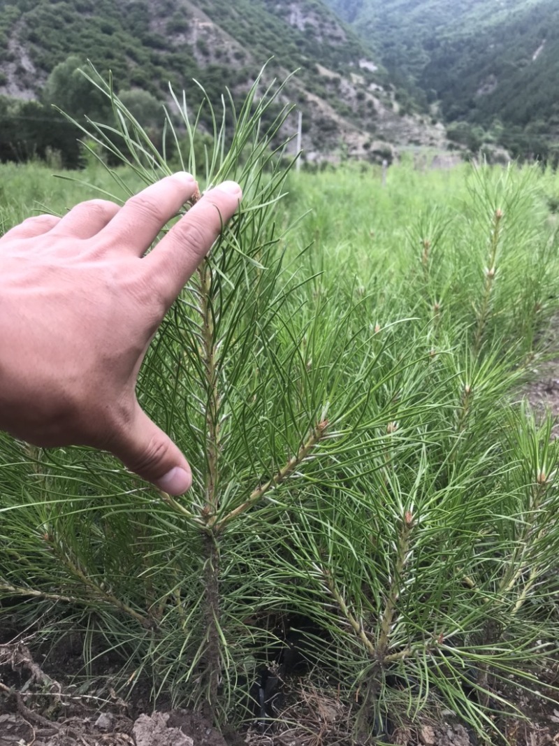 甘肃甘南藏族自治州迭部县云杉小苗油松小苗，杯苗。👌
