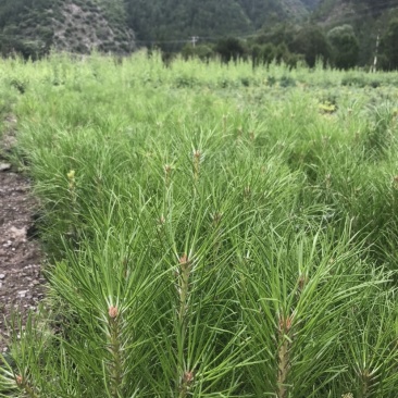 甘肃甘南藏族自治州迭部县云杉小苗油松小苗，杯苗。👌