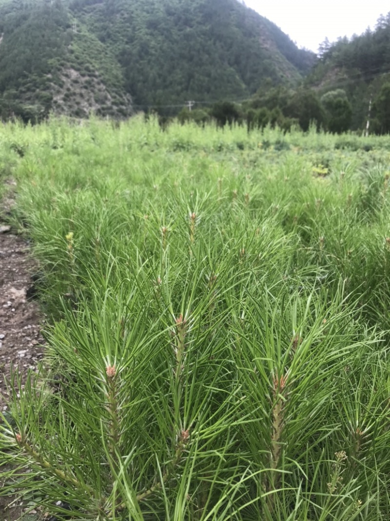 甘肃甘南藏族自治州迭部县云杉小苗油松小苗，杯苗。👌