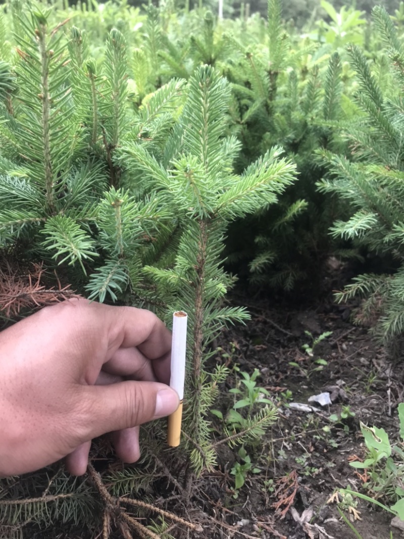 甘肃甘南藏族自治州迭部县云杉小苗油松小苗，杯苗。👌