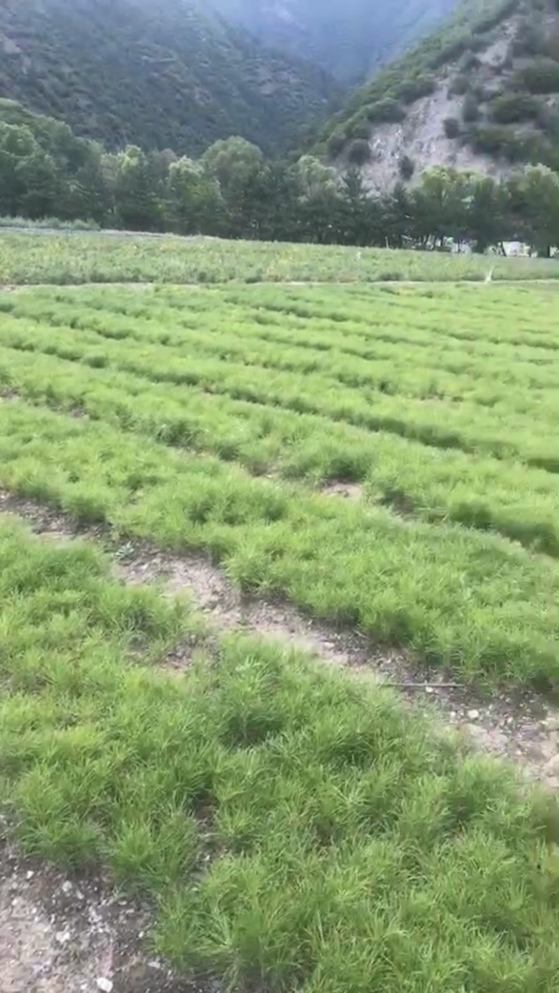 甘肃甘南藏族自治州迭部县云杉小苗油松小苗，杯苗。👌