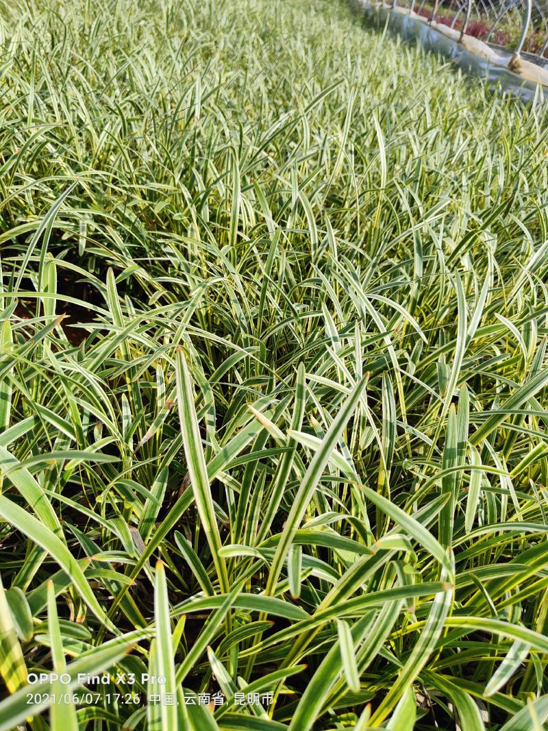 金边草