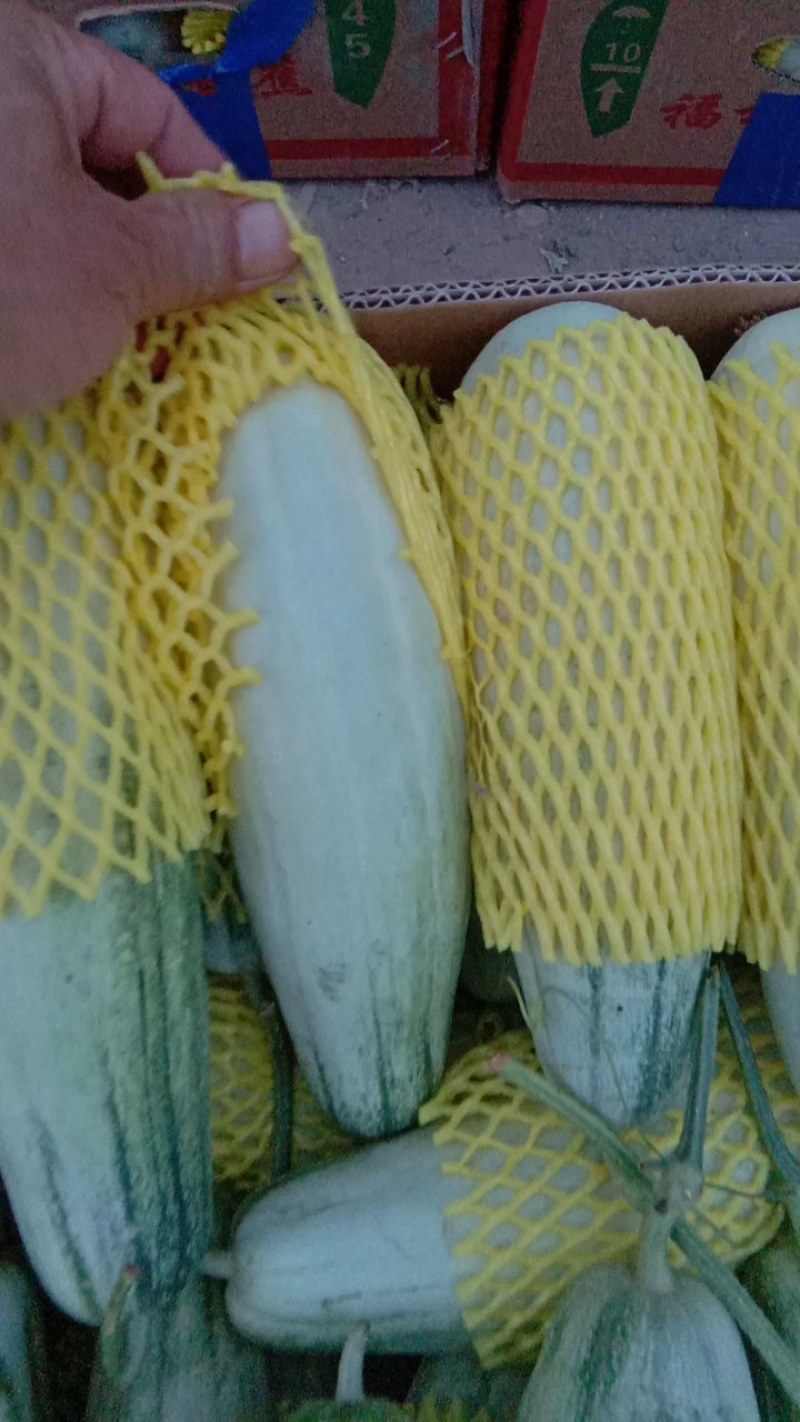 【实力】精品博洋61甜瓜，万亩基地供货，口感佳，品相好