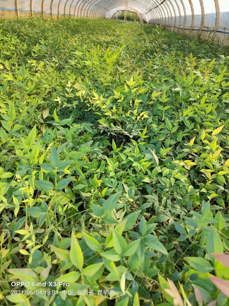 南天竹