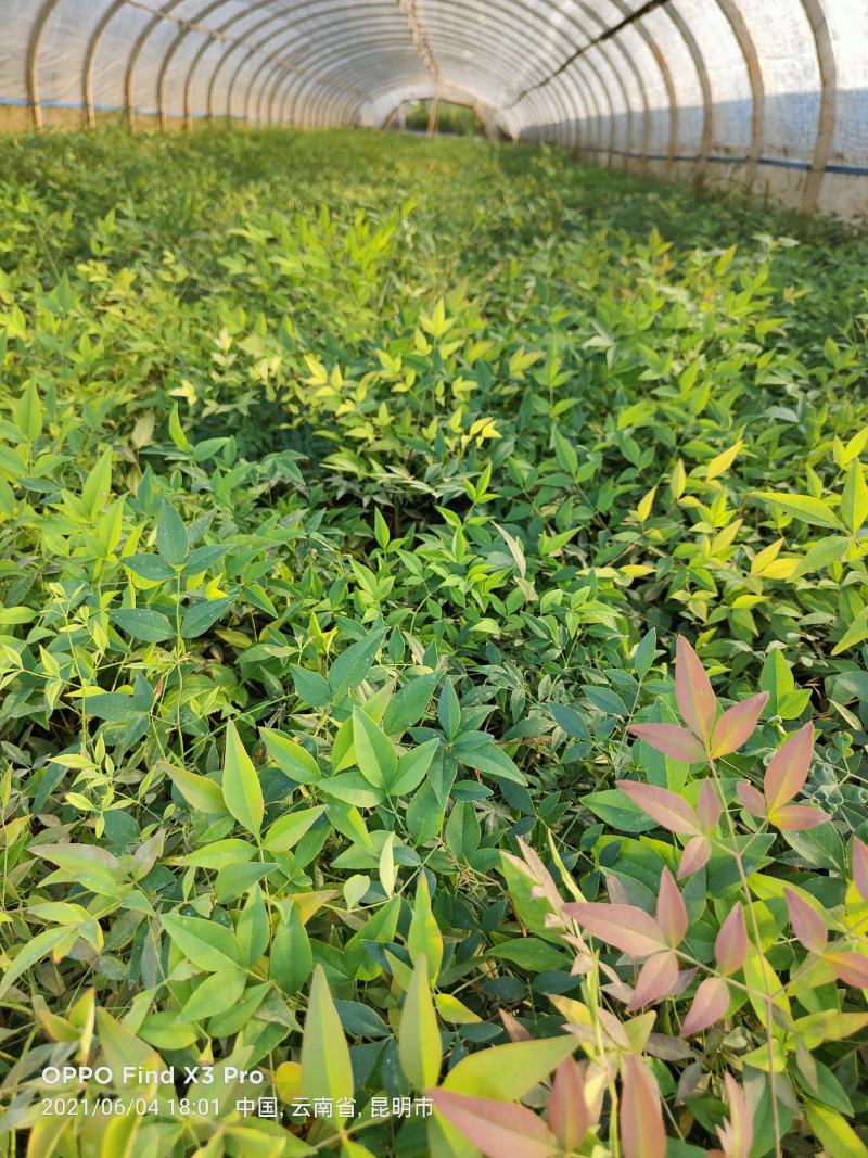 南天竹