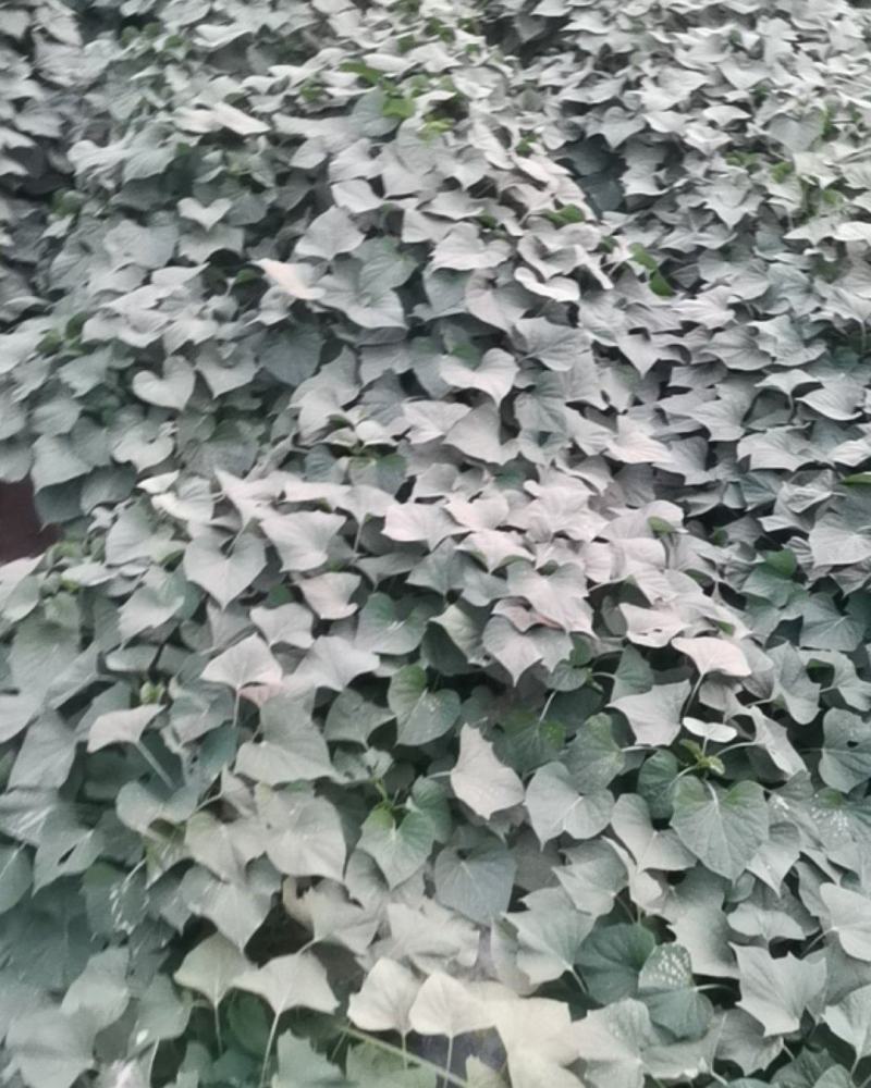 红薯龙九大量上市了，欢迎老板们前来采购，质量好，价格优，