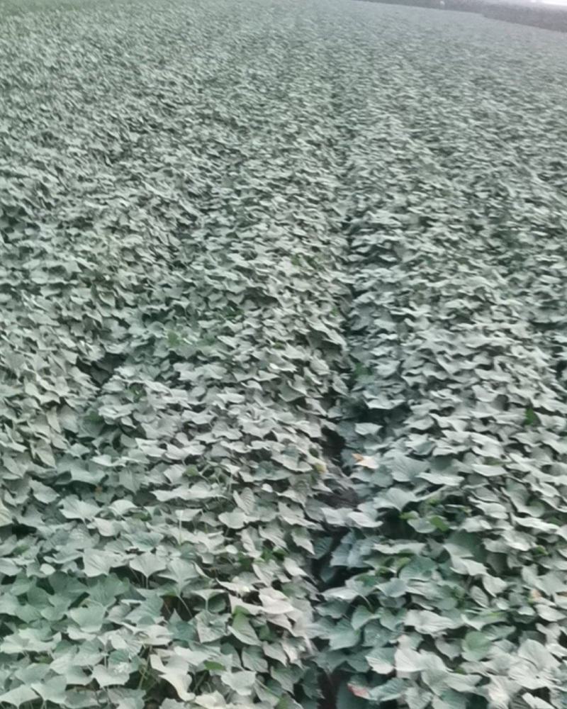 红薯龙九大量上市了，欢迎老板们前来采购，质量好，价格优，