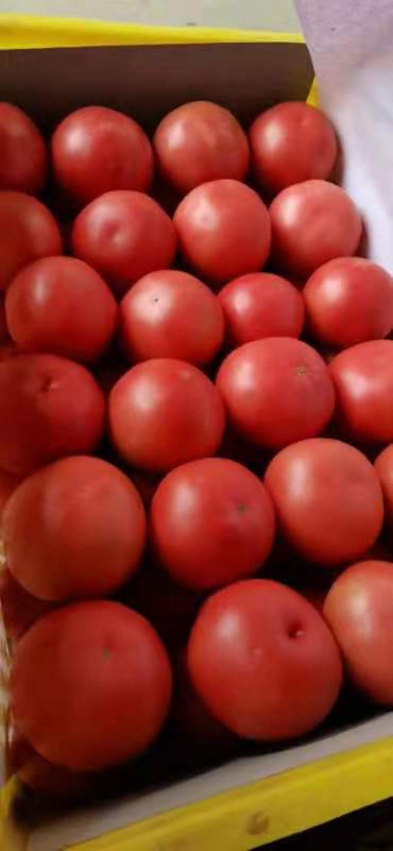 南乐温室大棚西红柿，食堂货