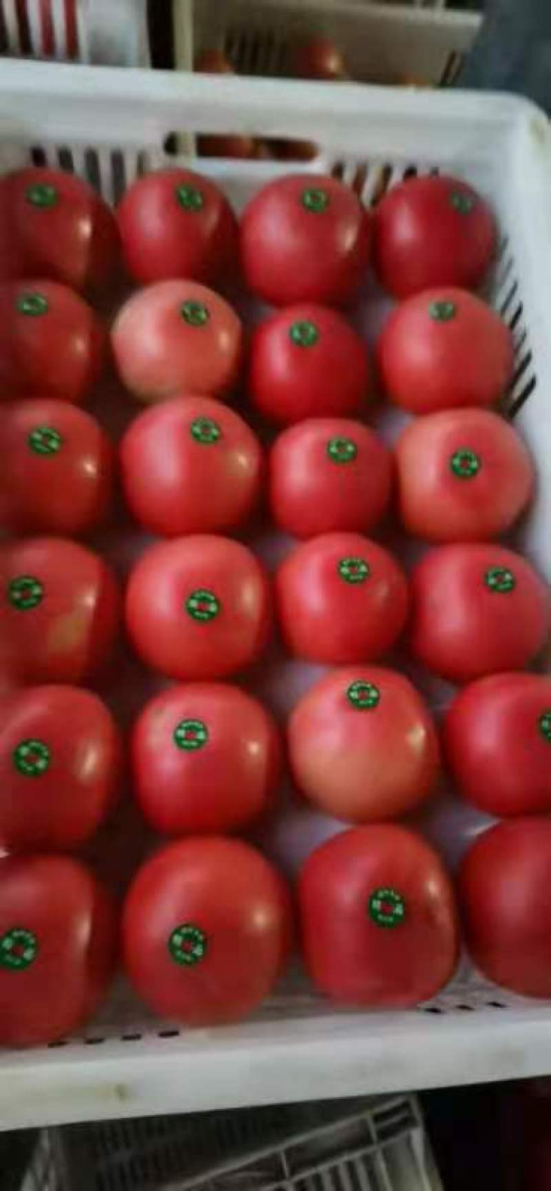 南乐温室大棚西红柿，食堂货
