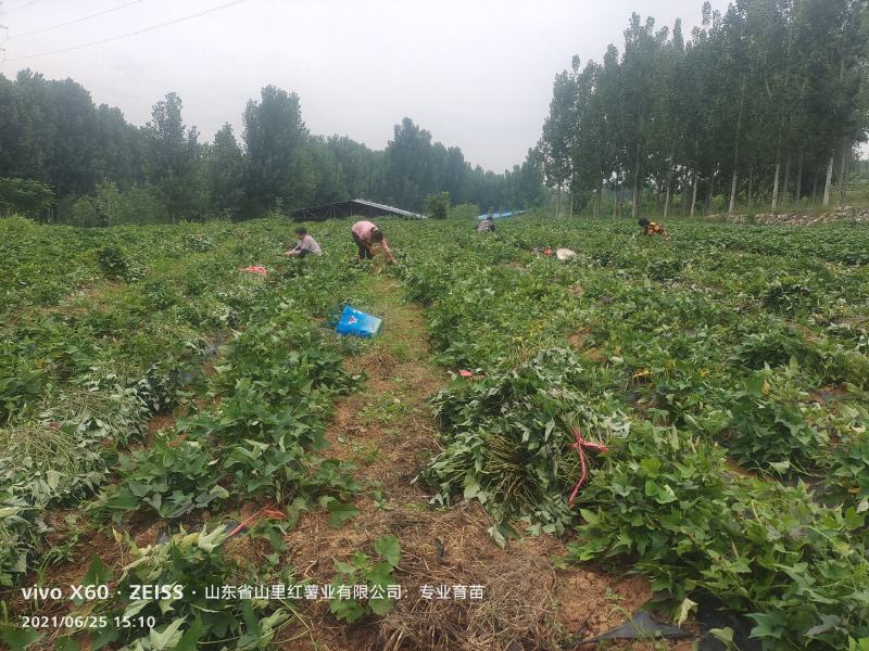 冰糖心哈蜜脱毒原种大田苗货源充足全国发货致电订购