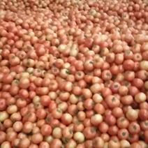 石头蕃茄大量上市，需要的老板欢迎采购，品质好！！