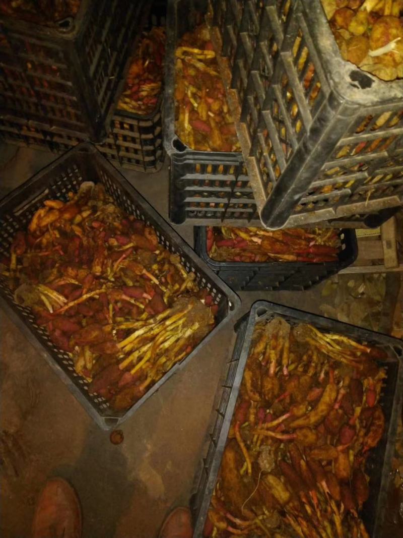 白血藤，稀少货品，现订现挖，干货需提前预订