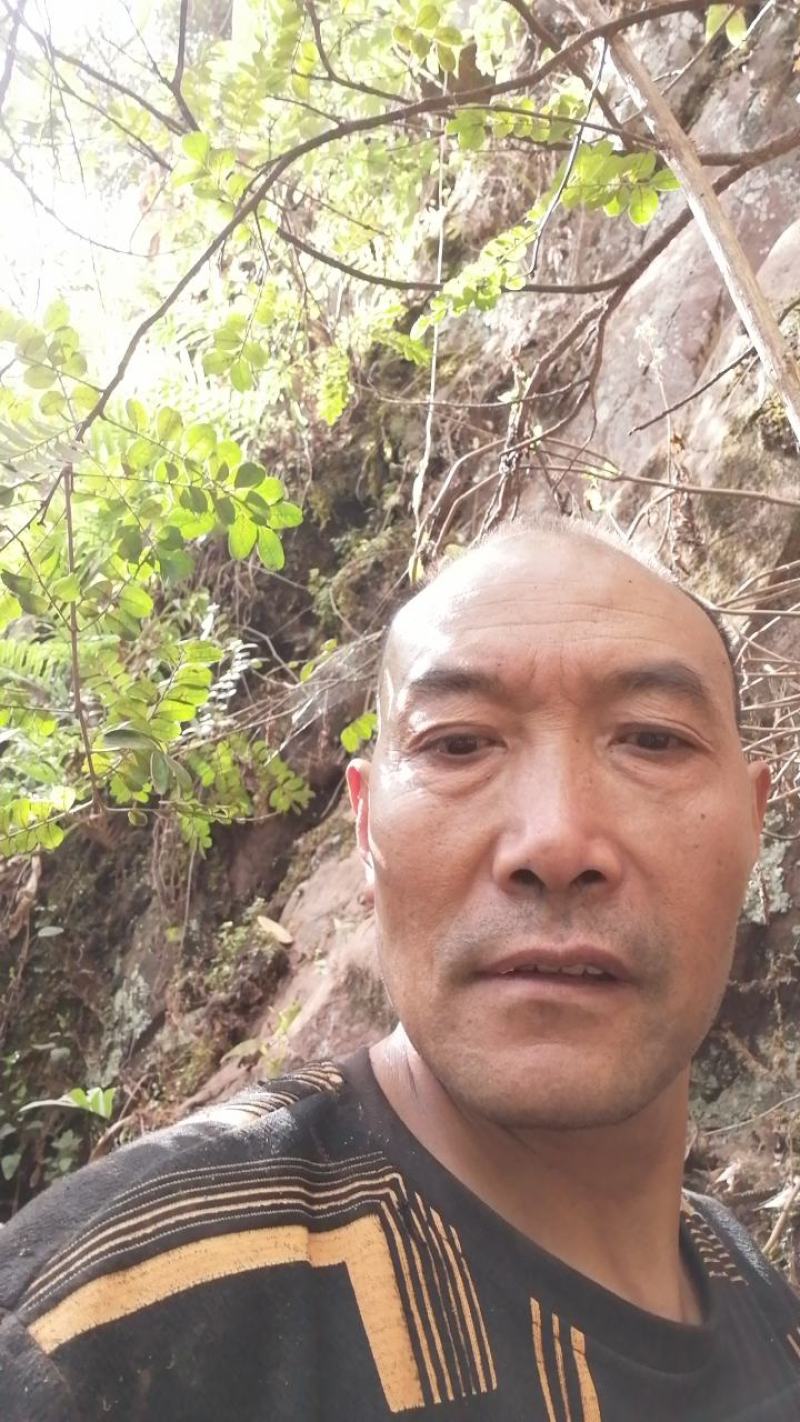 景天三七，采集高山石崖，量大提前预订，数量不多