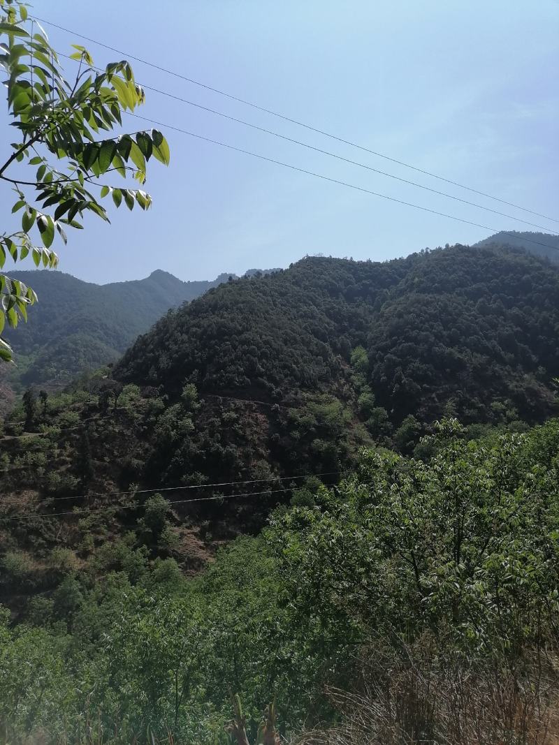 景天三七，采集高山石崖，量大提前预订，数量不多
