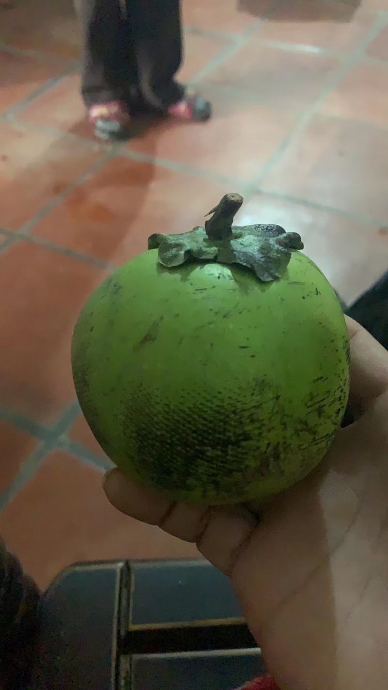 早生四季黑柿巧克力布丁果营养袋嫁接苗