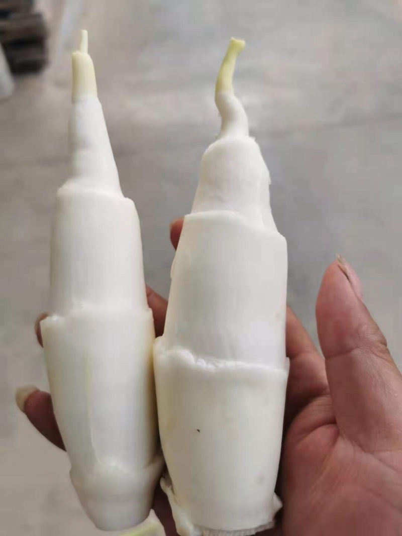 云南精品茭白大量上市