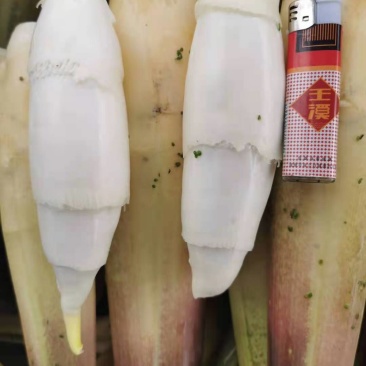 云南精品茭白大量上市