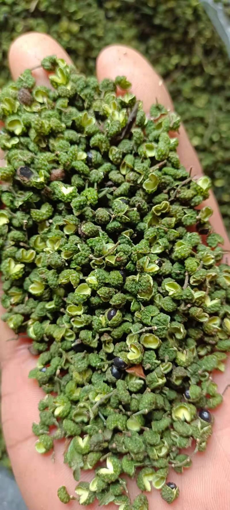 【包邮】真实报价重庆江津青花椒特香特麻青花椒麻椒