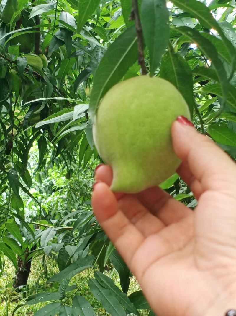 云南建水正宗早熟鹰嘴水蜜桃已上市，看上的老板速联系！