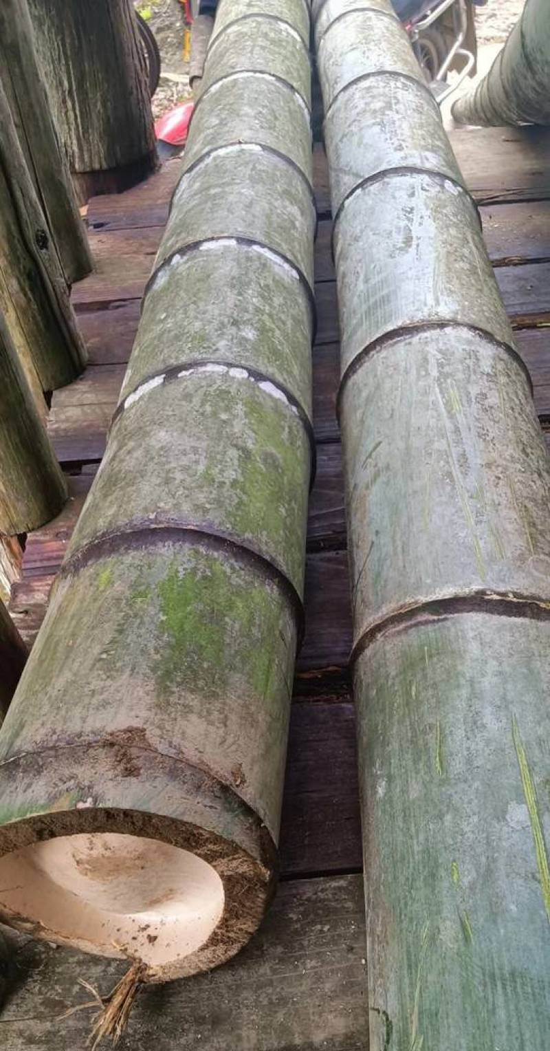 楠竹