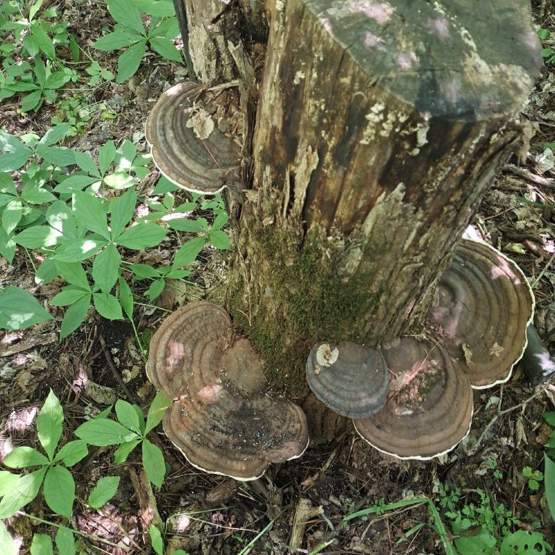 野生树舌灵芝